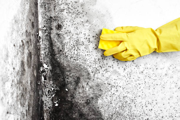 Crawl Space Mold Removal in Stanford, KY