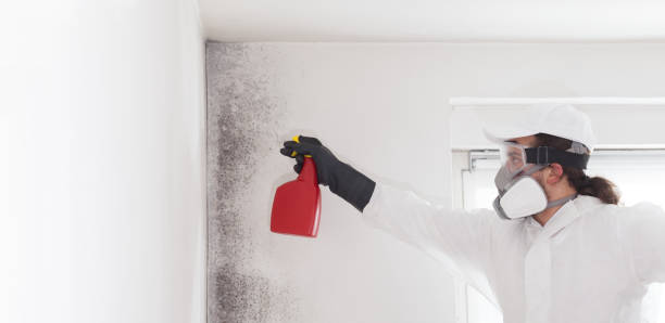 Best Attic Mold Removal  in Stanford, KY