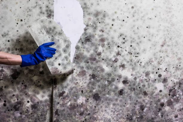 Best Black Mold Removal  in Stanford, KY